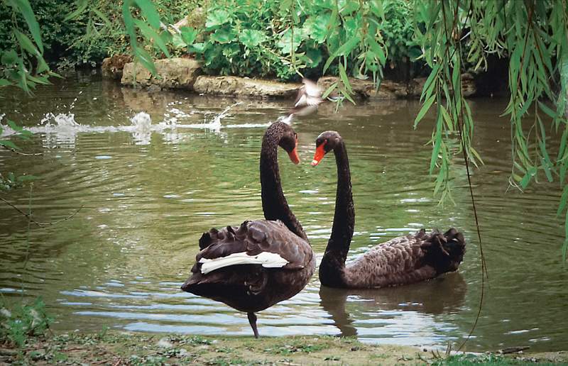 Black Swans - Jolant Cofta Beg Set 3rd.jpg